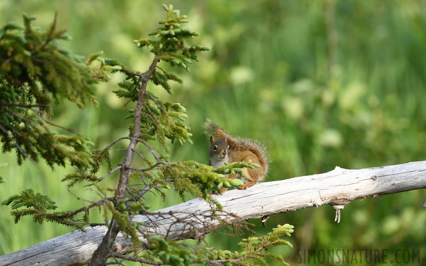 Tamiasciurus hudsonicus [400 mm, 1/800 sec at f / 8.0, ISO 1000]